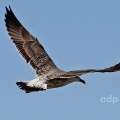 Azorean Gull 1st winter, (Larus michahellis atlantis) February,  Alan Prowse